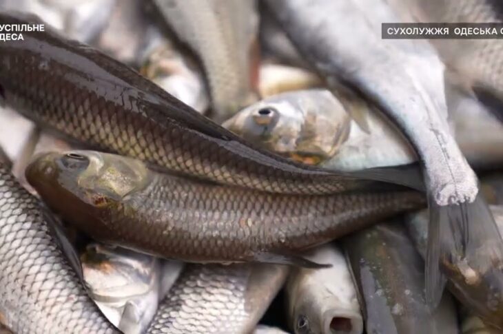 Короп, товстолоб та білий амур – на Одещині зарибили Дністровський лиман