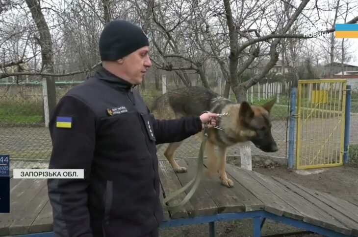 Нові чотирилапі герої: робота службових собак під час ліквідації наслідків атак