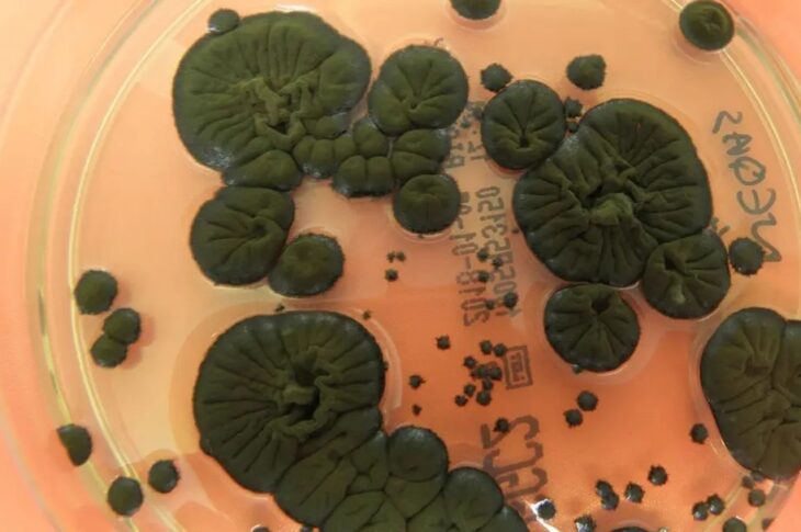 Технології - NASA розглядає чорнобильські гриби як новий захист від радіації в космосі