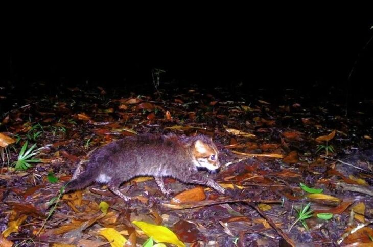 Новини світу - У Таїланді помітили кішку, яка вважалася вимерлою