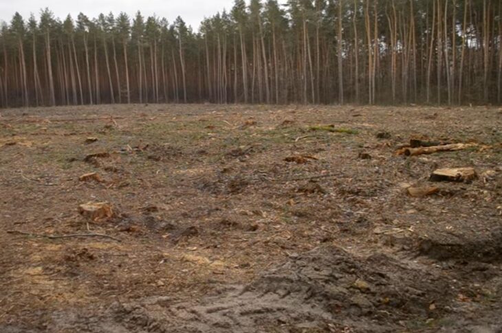 Новини України - Збитки на 546 млн грн: ДБР викрило за рік сотні злочинів в лісовій галузі